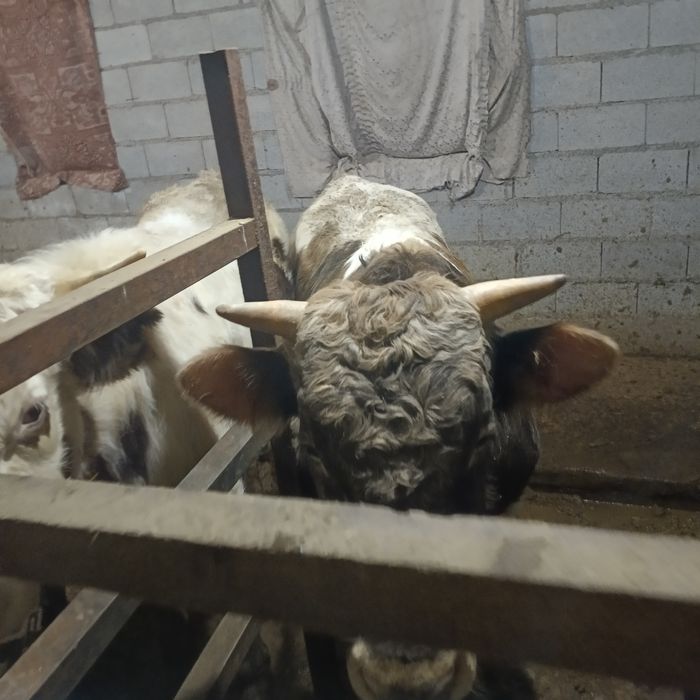 Продам 3 быка  стоят на откорме