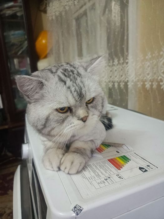 Sotiladi – British Shorthair mushuk, 1 yosh