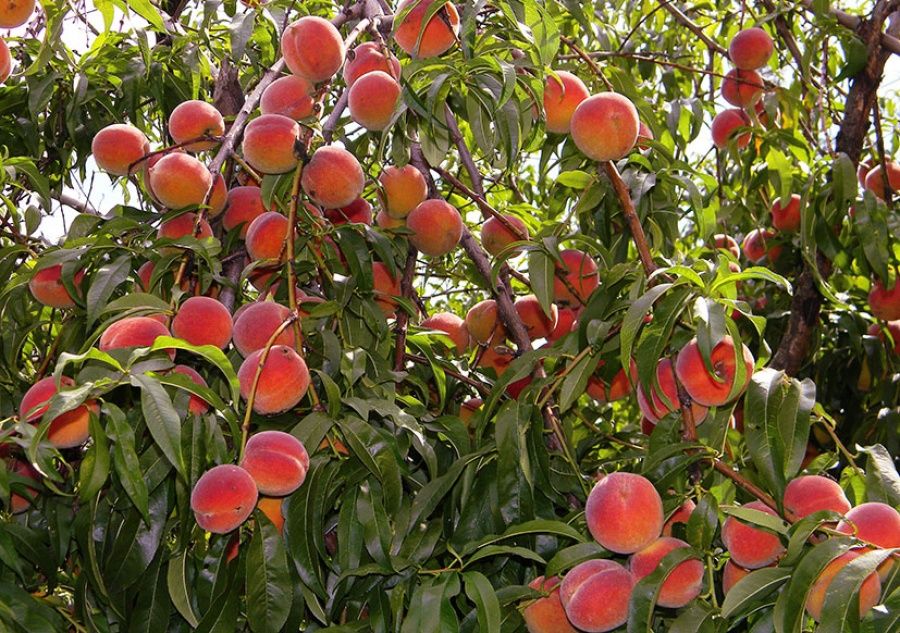 Pomi Străvechi Glia Strămoșească