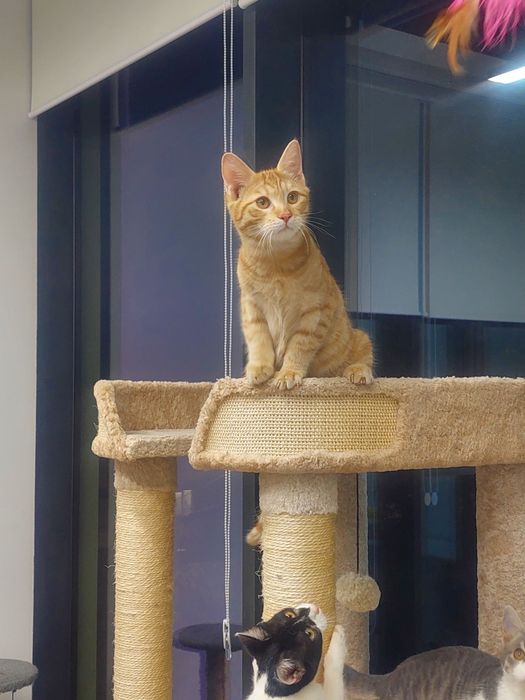 Котенок мальчик, вакцинирован,  имеет паспорт. Ташкент