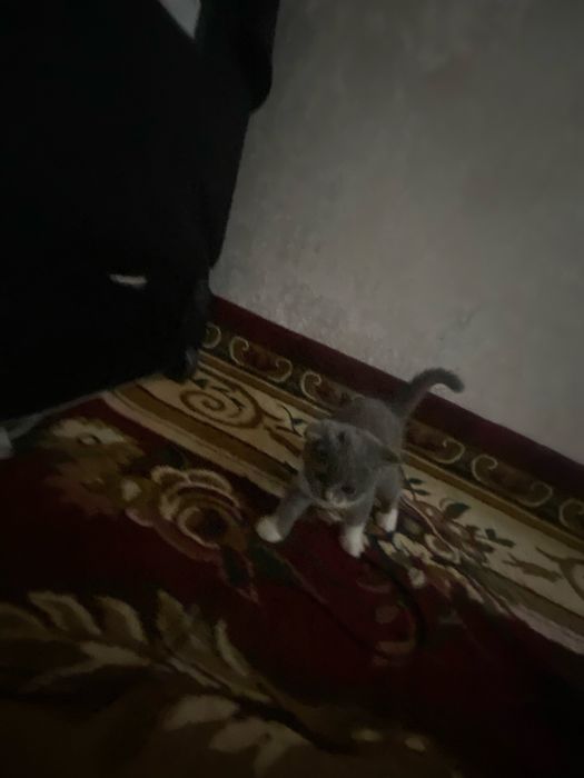 3 ойлик шотланд сотилади киз бола