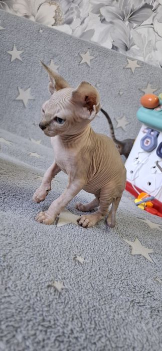 Малыши канадского сфинкса