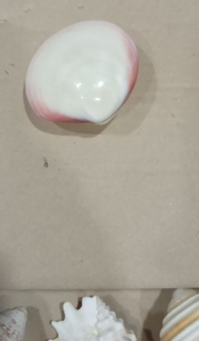 Ракушки для аквариума