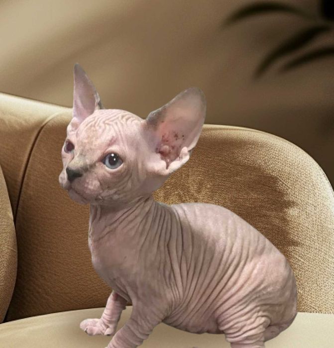 Мъжко котенце канадски сфинкс