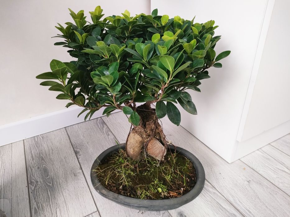 Цветы комнатные!!!  Есть доставка