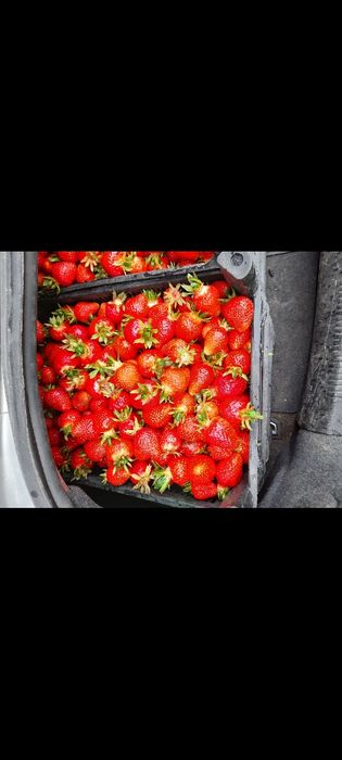 Stoloni capsuni soiul clery