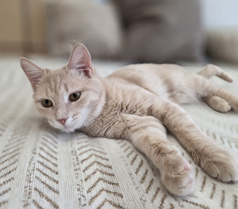 Молодая кошечка в добрые руки