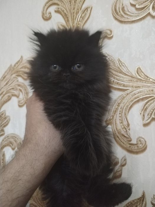 Персидские котята зксрималы
