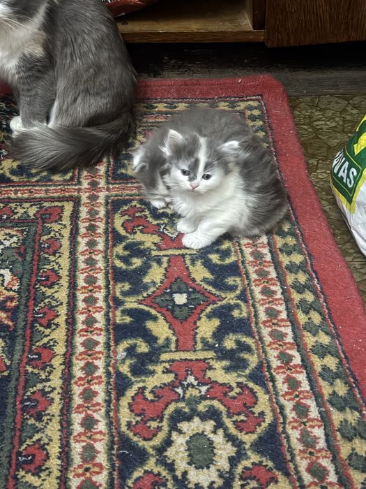 Продаются вислоухие котята