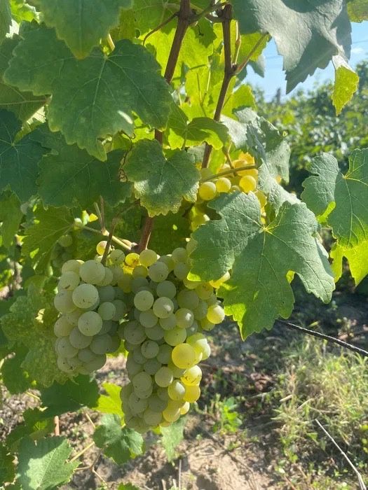Struguri de vin cu soiuri deosebite din Podgoria Huși