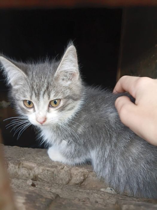 Котенок в добрые руки