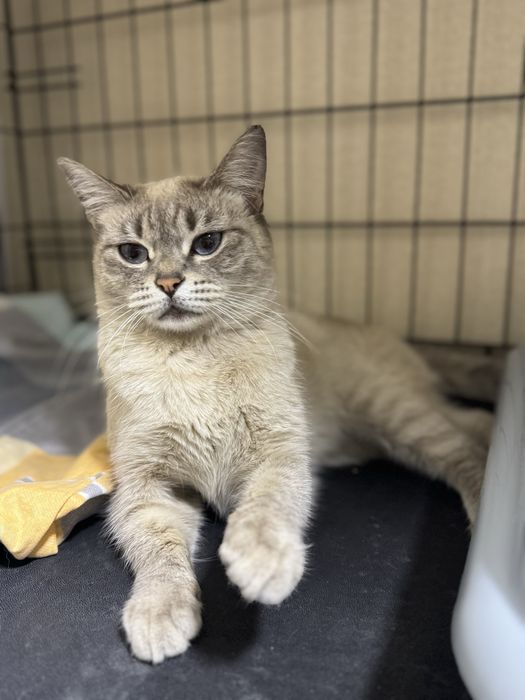 Ищет дом красивая кошечка