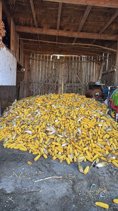 Porumb stiulete 2025