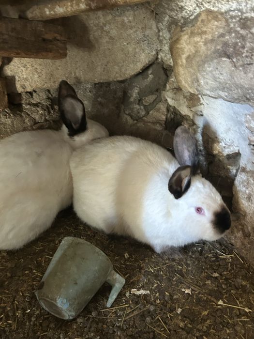 Продавам зайци