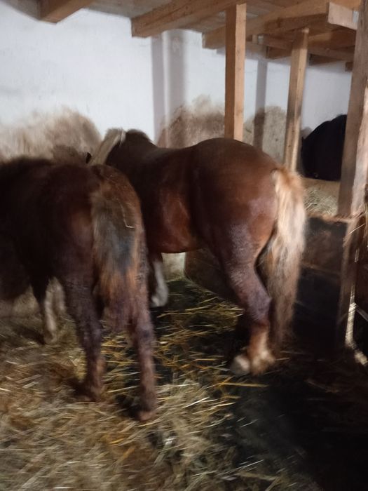 Iapa de vânzare  cu acte  3 pe patru anii