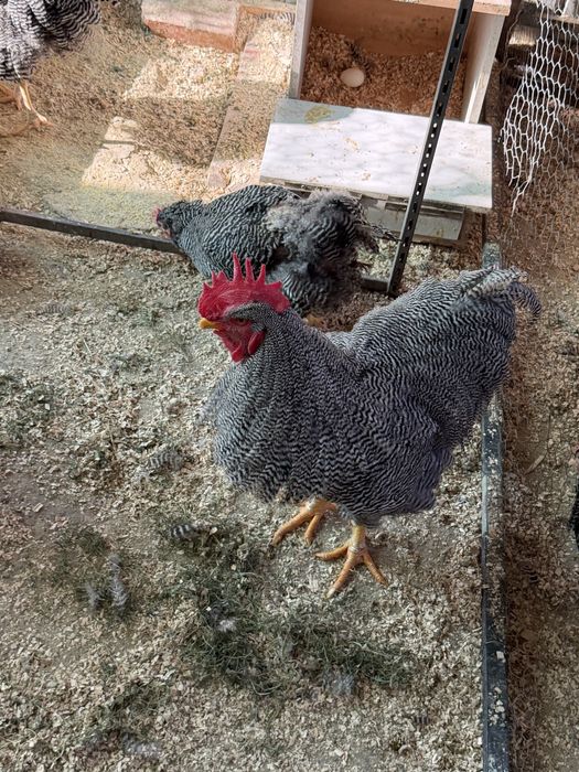 Ouă incubat Plymouth