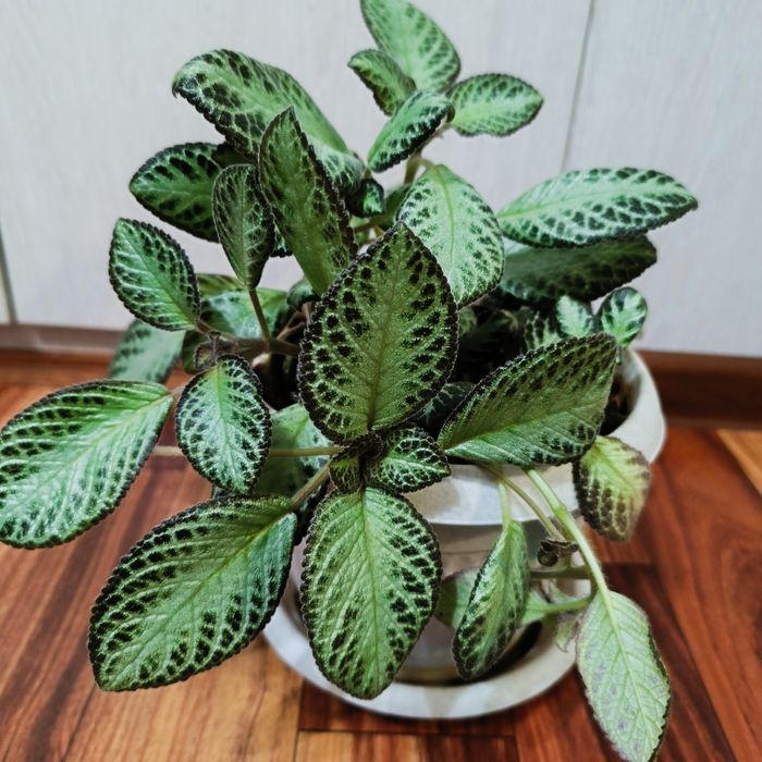 Комнатные растения -Эписция