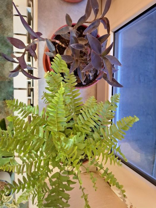 Продам комнатные цветы