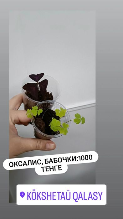 Комнатные цветы по 1000 тенге