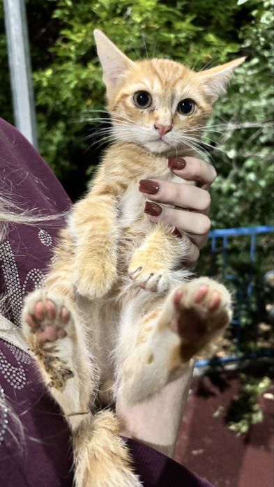 Котята ищут дом.