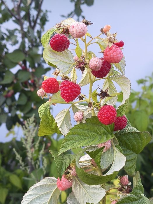 Продавам малини сорт Люлин