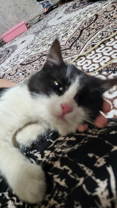 Котёнок девочка домашняя