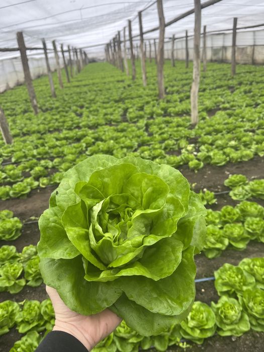 Salată Centore proaspătă – Direct de la producător!