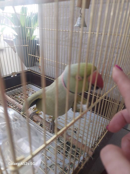 Vând papagal micul alexandru mascul