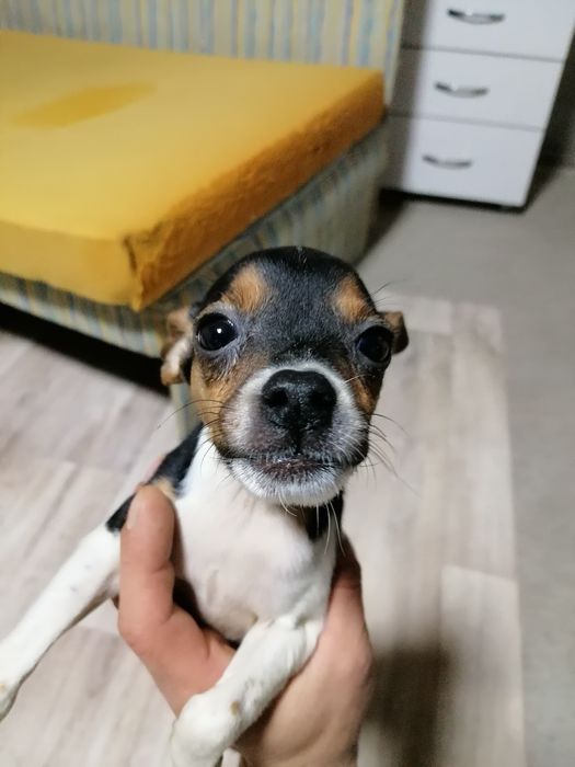 Джек Рассел терьер