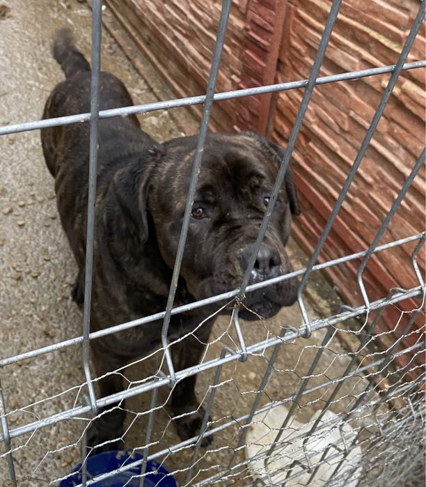 Donez caine Cane Corso