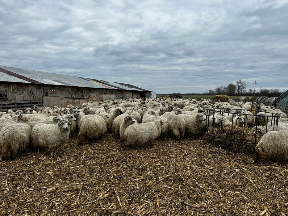 Oi țurcane toate sunt gestante, 700 lei bucata