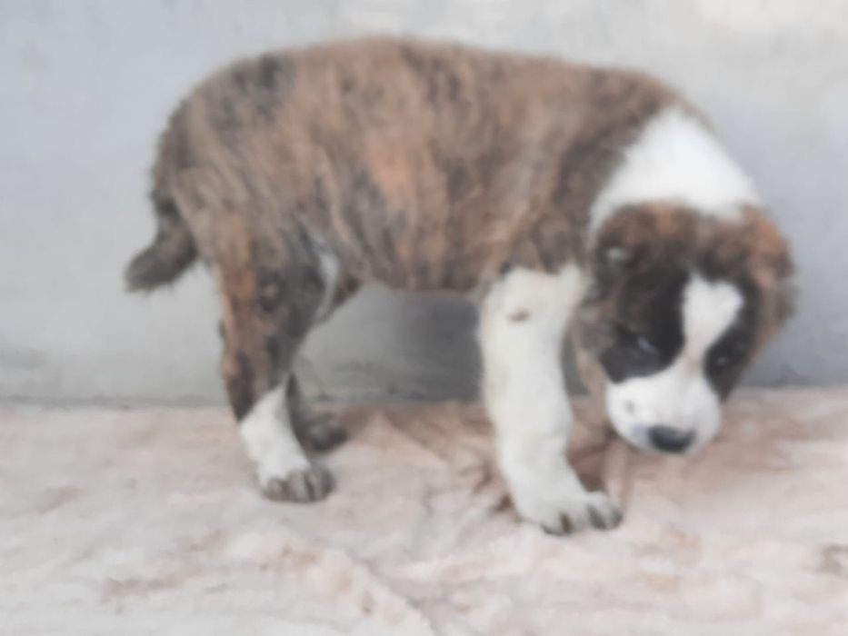 Щенки САО Алабай