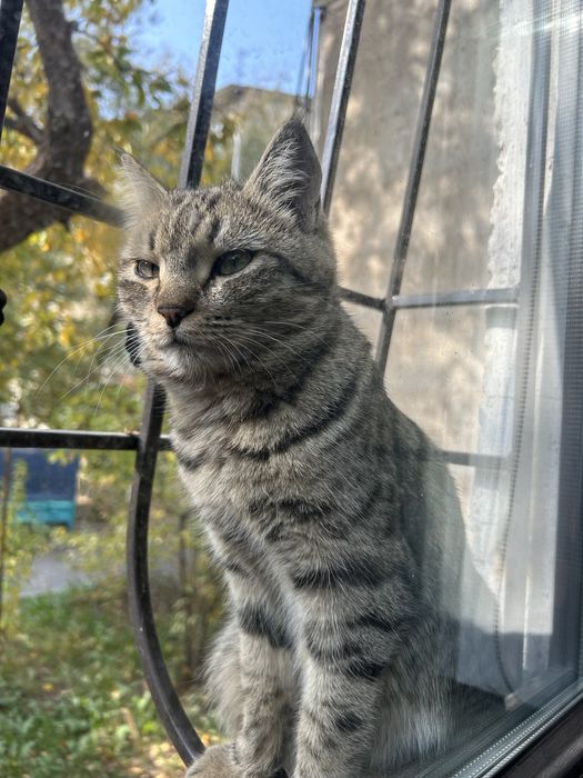 Отдам кошку в добрые руки