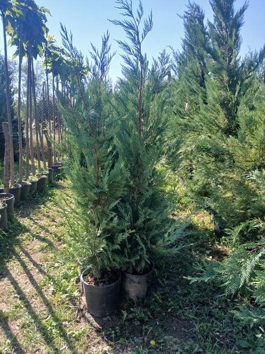 Leylandii gard viu oferta 75 ron