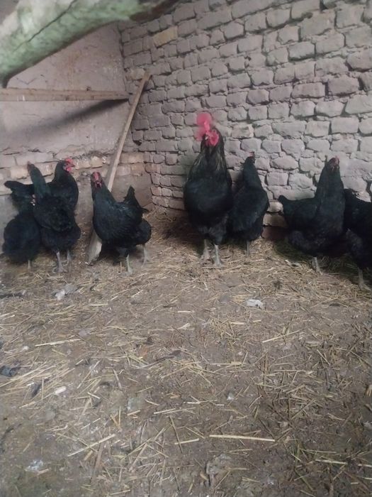 Кора Шахзодалар товук хорозлар