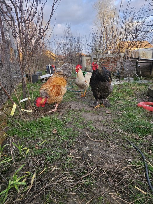 Cocosi sau cocosi: Ameraucana, Leghorn si mixt