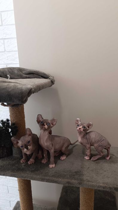 Очень редкий ,очаровательный сфинкс"Эльф " мальчик