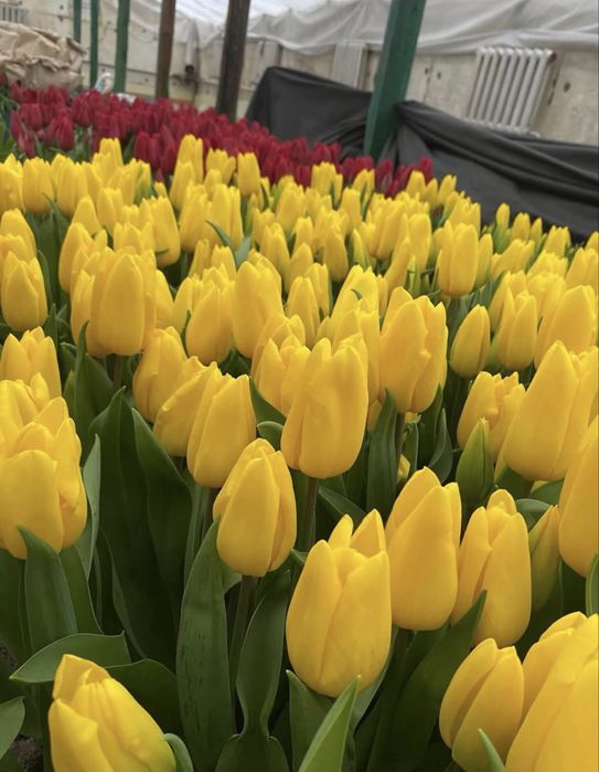 Тюльпаны оптом и в розницу