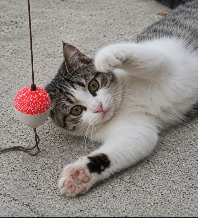 Кошечка ищет дом