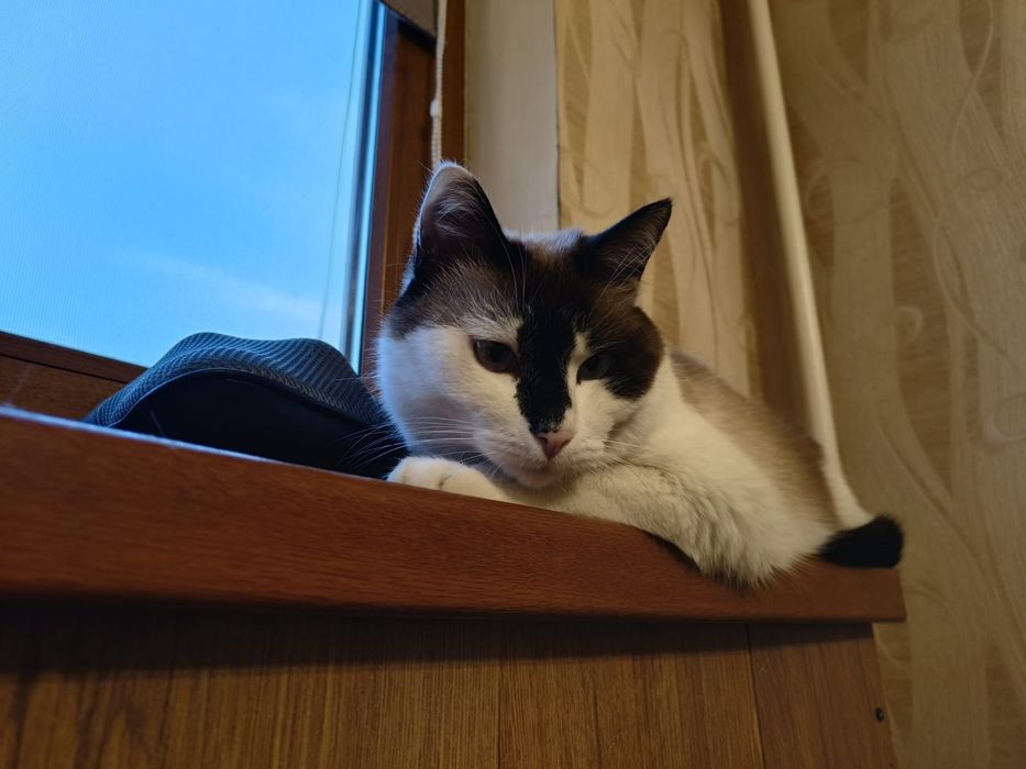 Отдаём кота в добрые руки