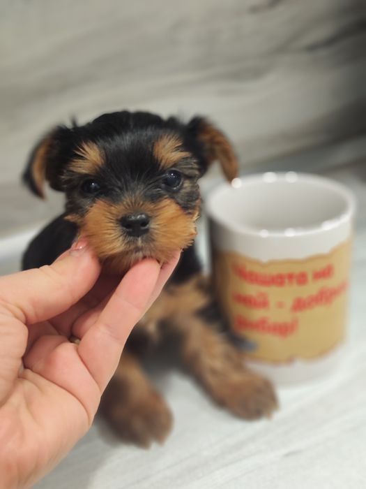 Йоркширски териер