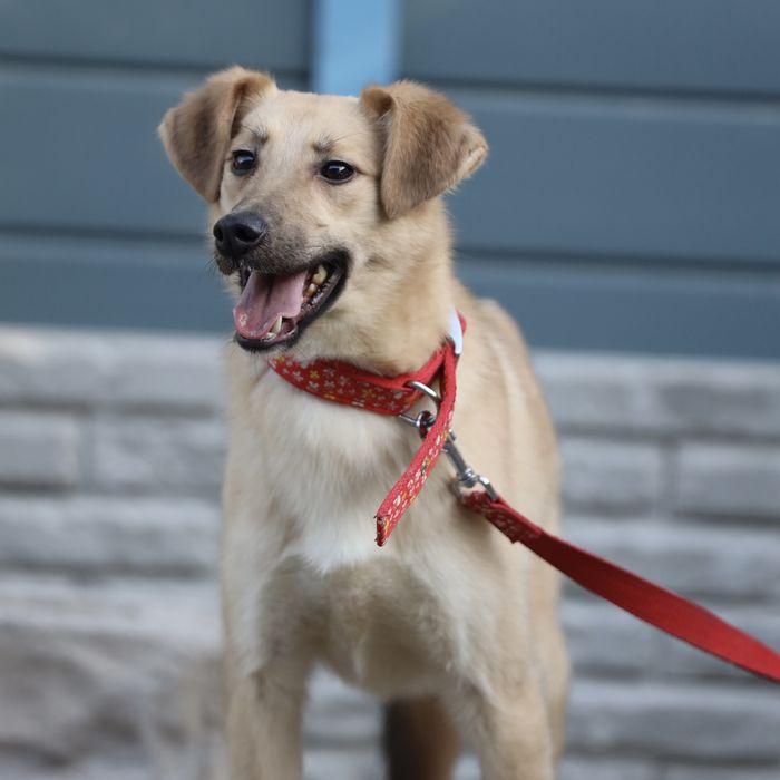 Милый Май, 11 мес., в поисках семьи