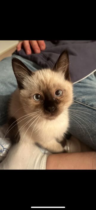 Котёнок мальчик продам.