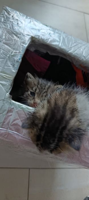 Подаряват се 3 бебета котета