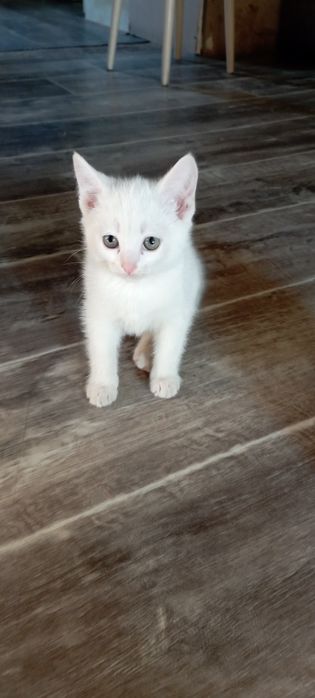 Продам котят ангорка.