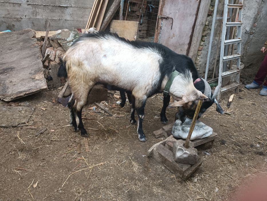 Vând Țap  anglonubian