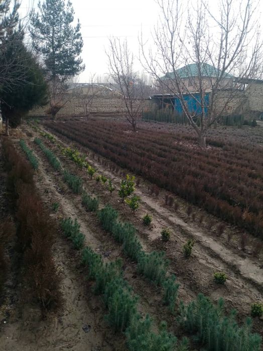 Sifatli archa koʻchatlari