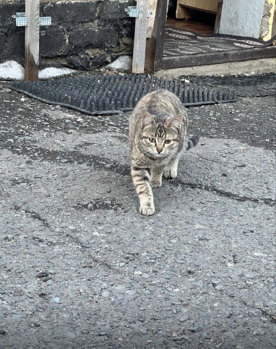 Отдам кошку в хорошие руки