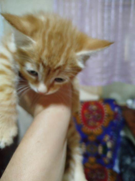 Продаются котята,британцы короткошорстные