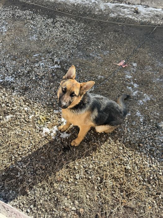 Немецкая овчарка